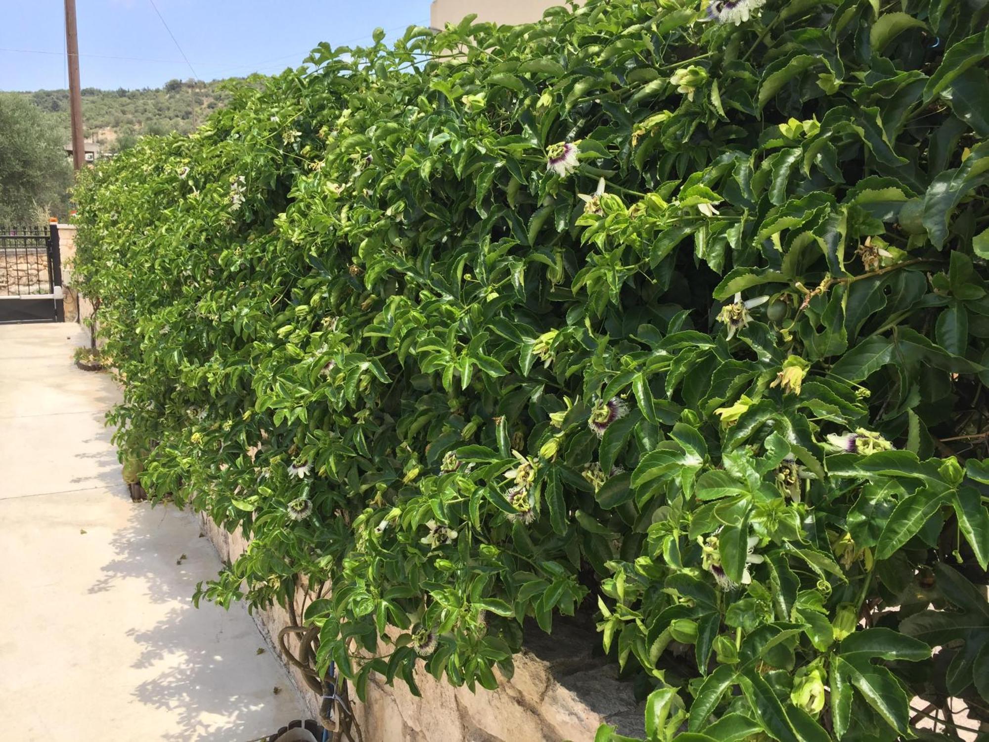 Bio Garden Stonehouse Villa Gonia Exterior photo