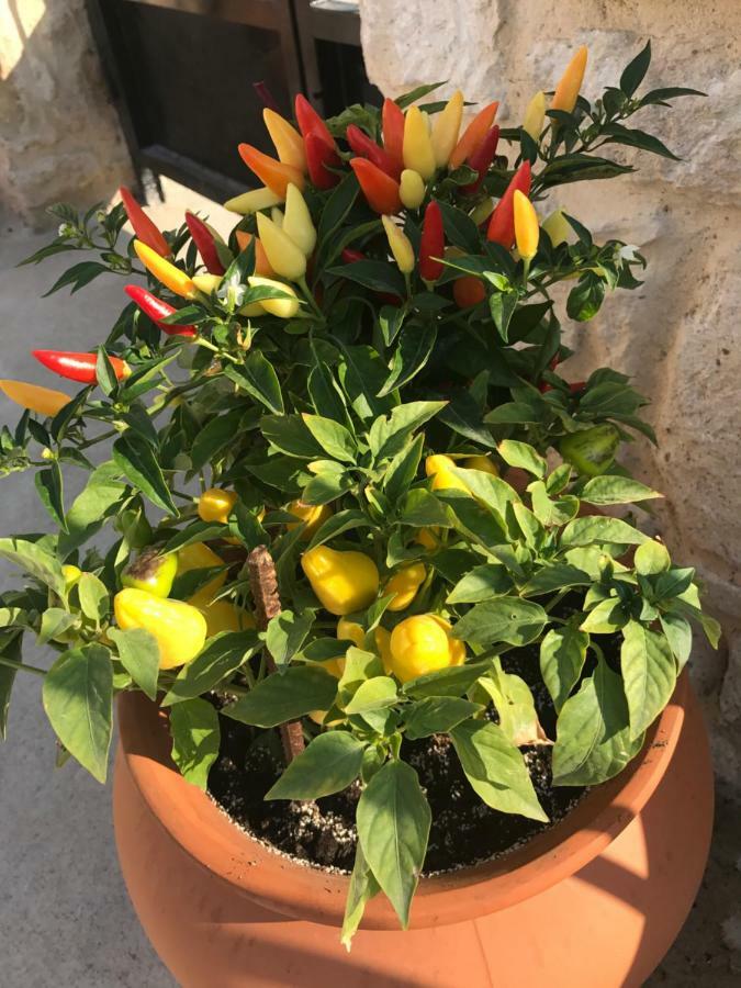 Bio Garden Stonehouse Villa Gonia Exterior photo